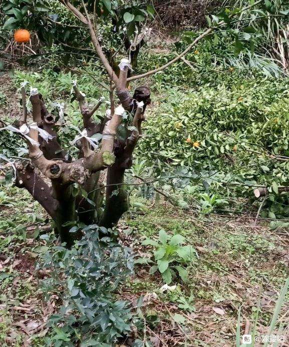 为什么嫁接10个腊梅下山桩 活了1个 图片