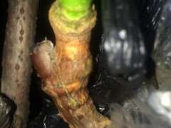 为什么嫁接10个腊梅下山桩 套袋活了1个