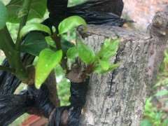 腊梅下山桩几月高压 最好 用生根粉吗