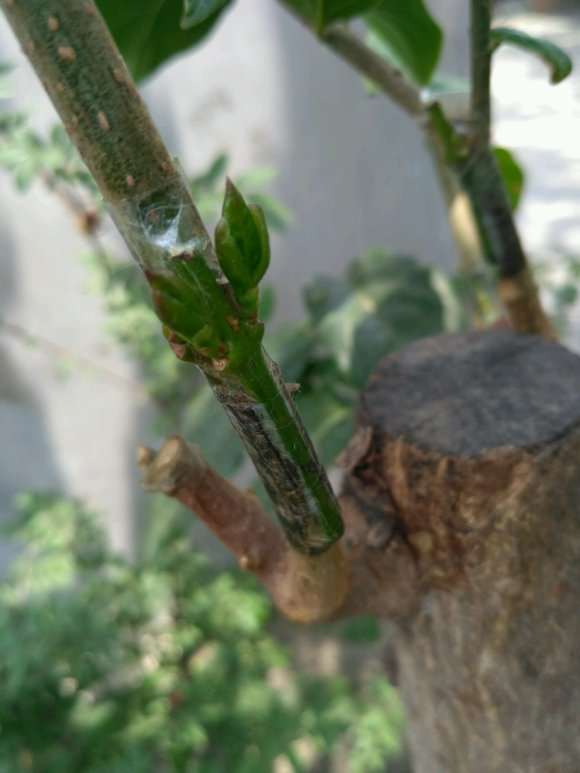 腊梅下山桩芽接10天 就发芽了 怎么样