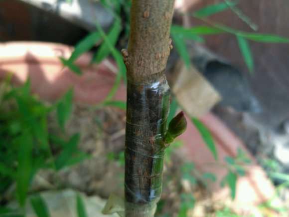 腊梅下山桩芽接10天 就发芽了 怎么样