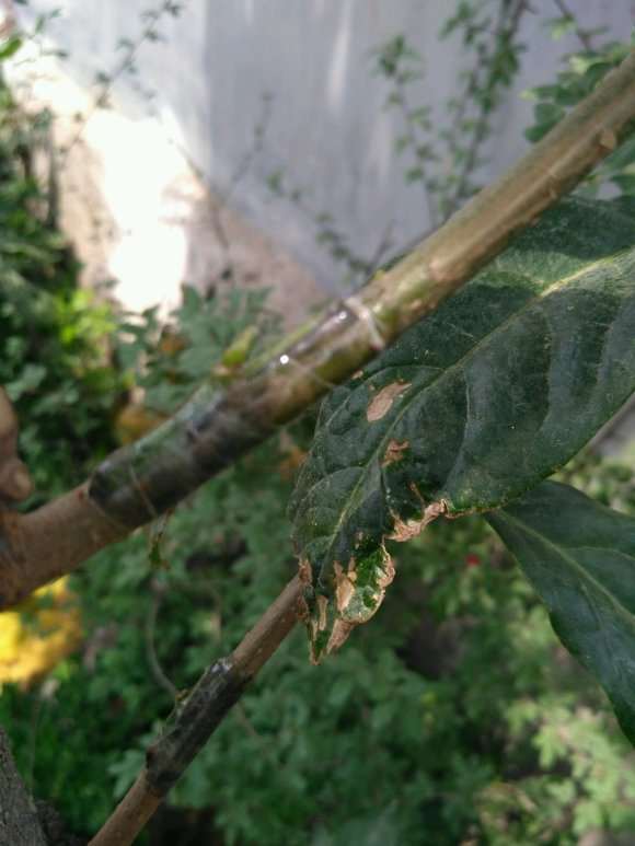 腊梅下山桩芽接10天 就发芽了 怎么样