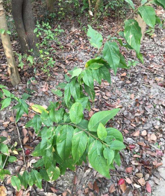 这是腊梅下山桩吗 11月份还没落叶 图片