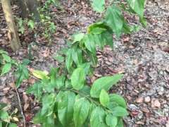 这是腊梅下山桩吗 11月份还没落叶 图片