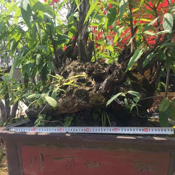 狗牙腊梅下山桩老桩怎么嫁接的方法 图片