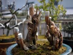 狗牙腊梅下山桩老桩怎么嫁接的方法 图片