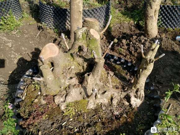 腊梅下山桩嫁接中 怎么样 看看 图片