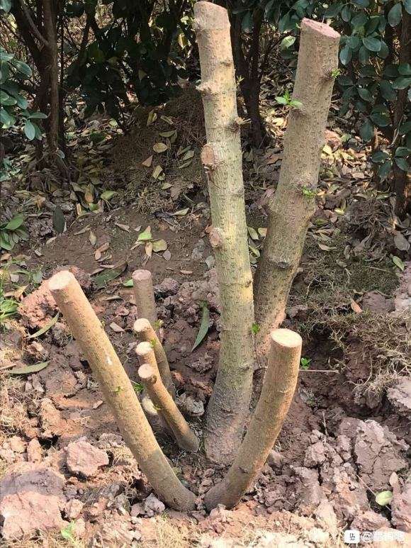 腊梅下山桩嫁接中 怎么样 看看 图片