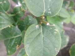 腊梅下山桩夏季开始花芽分化了吗 图片