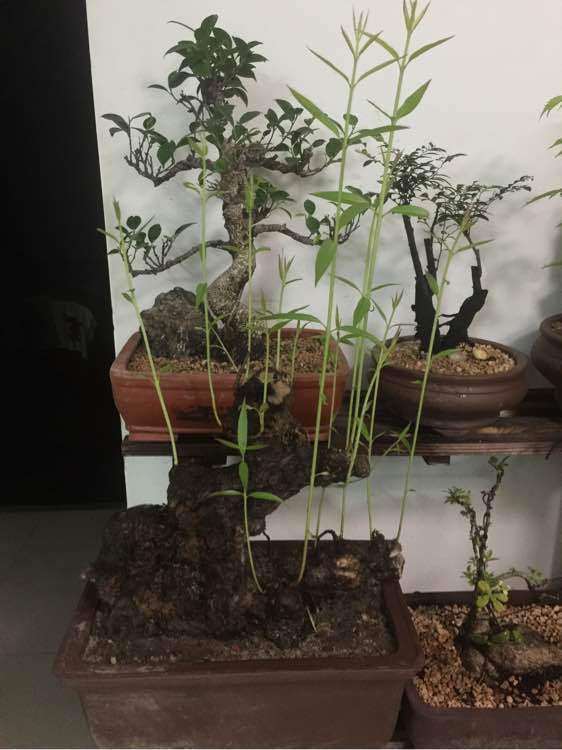 腊梅下山桩怎么不开花 为什么 图片