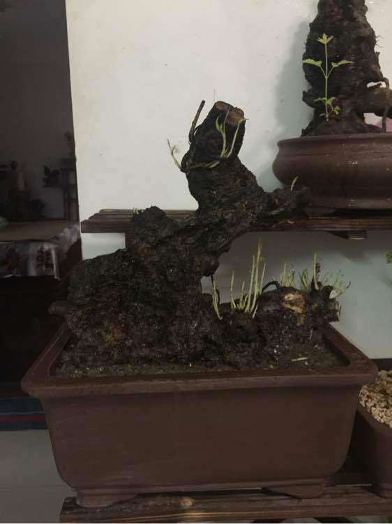 腊梅下山桩怎么不开花 为什么 图片