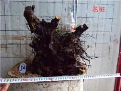 腊梅下山桩怎么不开花 为什么 图片