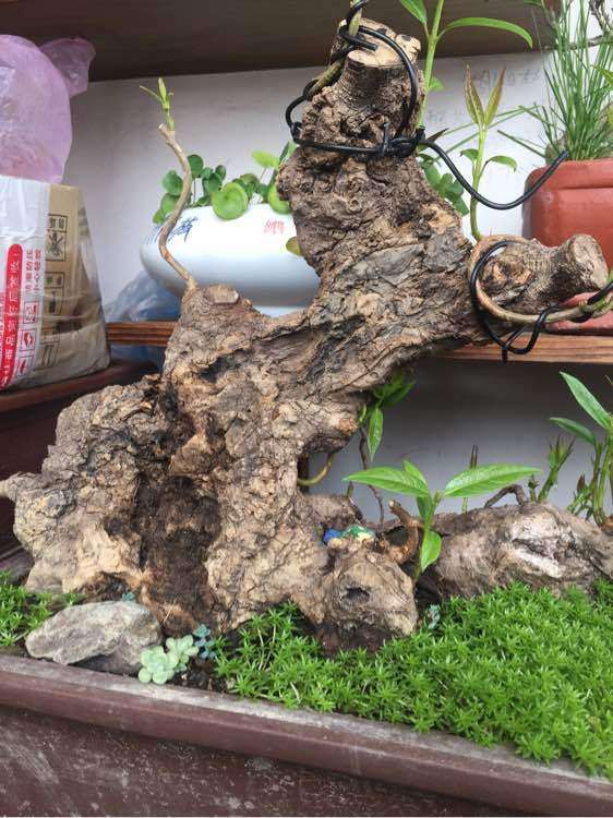 腊梅下山桩的腐烂面要怎么处理 图片