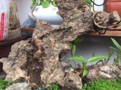 腊梅下山桩的腐烂面要怎么处理 图片