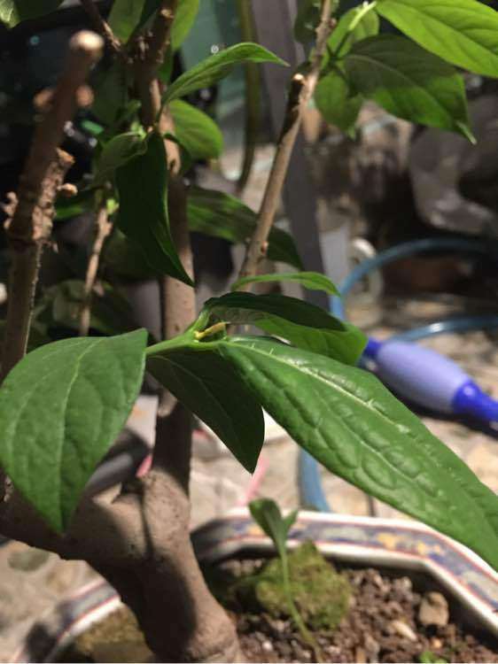 腊梅下山桩芽尖焦黄 怎么办 图片