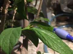 腊梅下山桩芽尖焦黄 怎么办 图片