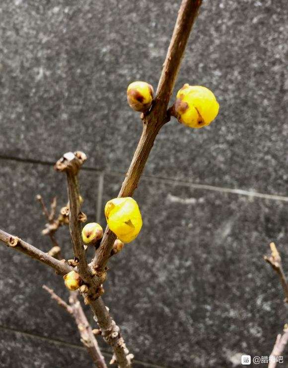 广州可不可以种腊梅下山桩 图片