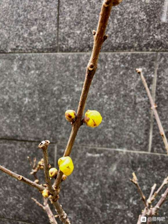 广州可不可以种腊梅下山桩 图片