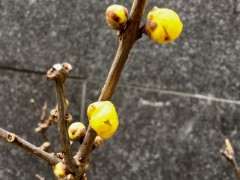 广州可不可以种腊梅下山桩 图片