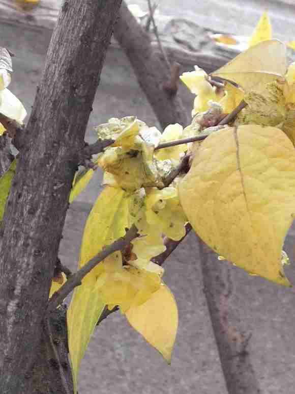 为什么腊梅下山桩变成了这样 图片