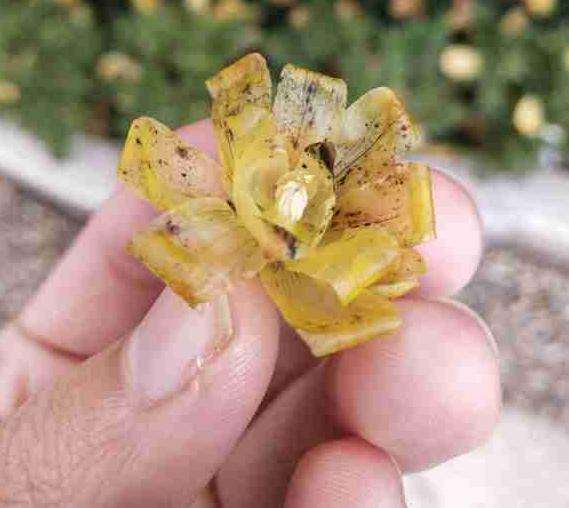 为什么腊梅下山桩变成了这样 图片