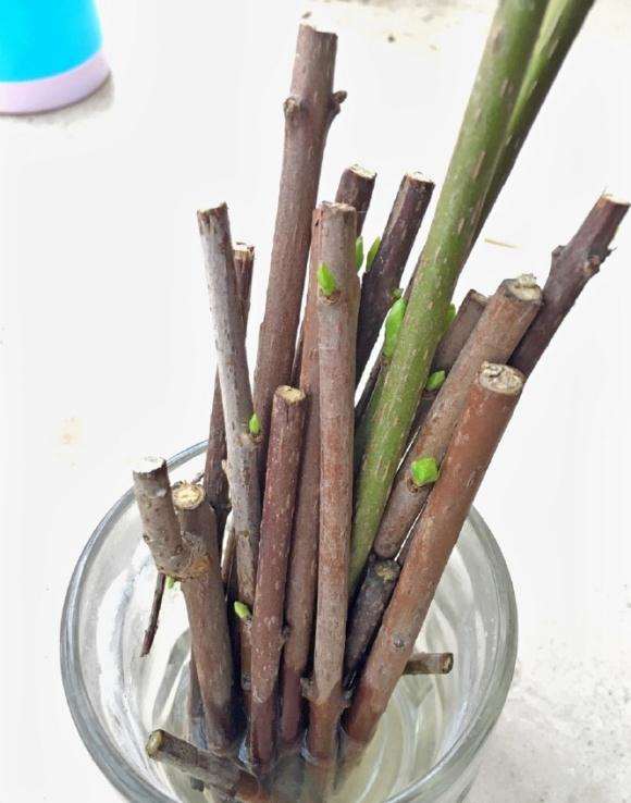 腊梅下山桩怎么芽接的方法  图片