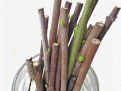 腊梅下山桩怎么芽接的方法  图片