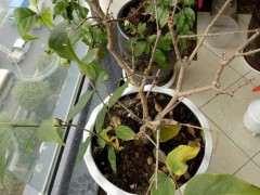 南方的腊梅下山桩 能不能开花 图片