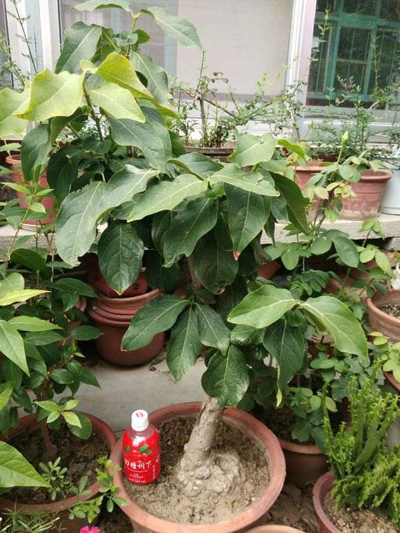 腊梅下山桩根部发芽 是留着 还是去掉 图片