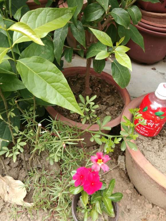 腊梅下山桩根部发芽 是留着 还是去掉 图片