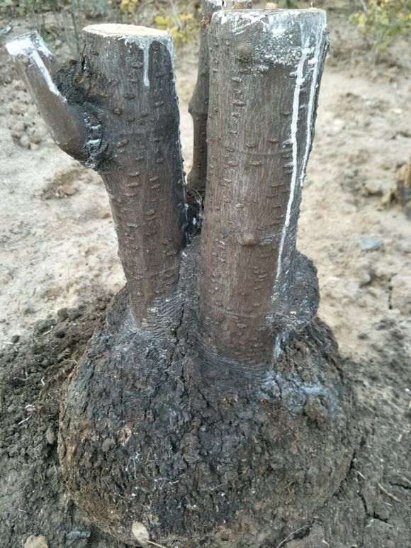 养腊梅下山桩 要注意这3点 图片