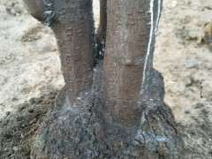 养腊梅下山桩 要注意这3点 图片