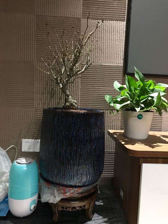 腊梅下山桩放室内 什么时间要搬出去