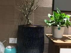 腊梅下山桩放室内 什么时间要搬出去