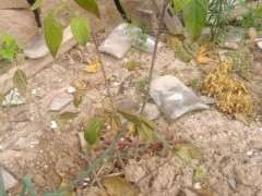 腊梅下山桩叶子都枯黄 怎么办 图片