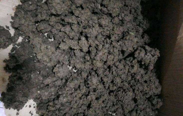 种腊梅下山桩可以用绿化带的土吗 图片