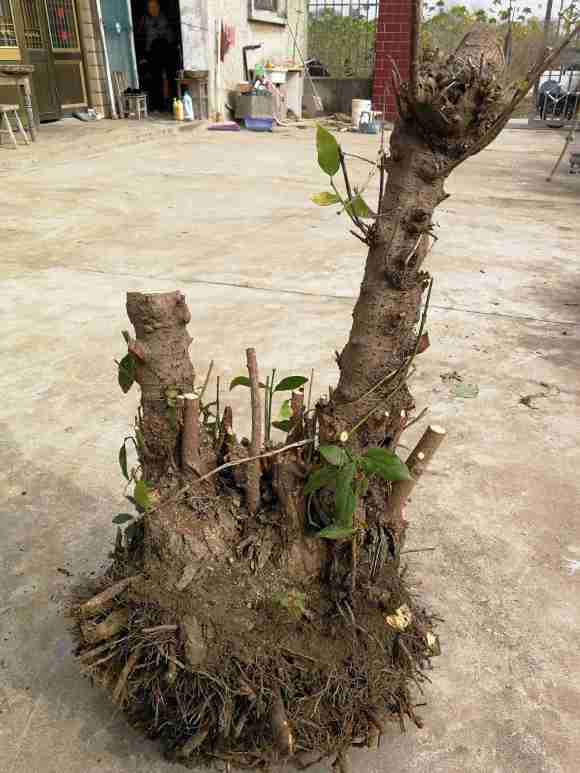 腊梅下山桩 准备做成盆景 怎么样 图片