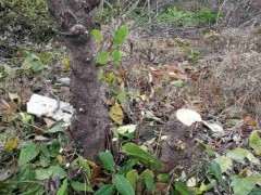 腊梅下山桩 准备做成盆景 可以吗 图片