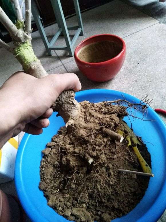 腊梅下山桩一直放在室内养能开花吗