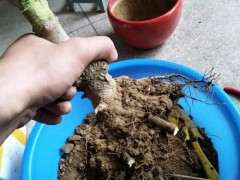 腊梅下山桩一直放在室内养能开花吗