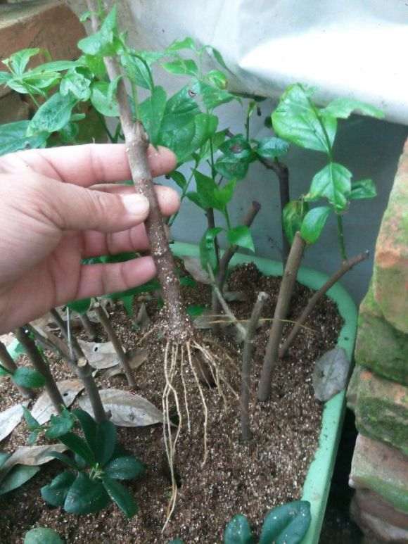 腊梅下山桩怎么扦插 容易活 图片