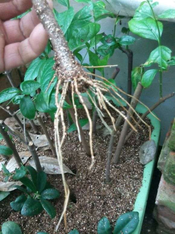 腊梅下山桩怎么扦插 容易活 图片