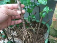 腊梅下山桩怎么扦插 容易活 图片