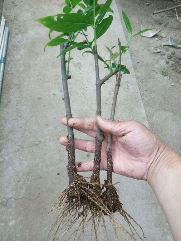 腊梅下山桩用什么多菌灵可以消毒吗 图片