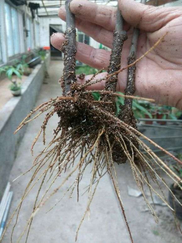 腊梅下山桩扦插时用纯沙吗 图片