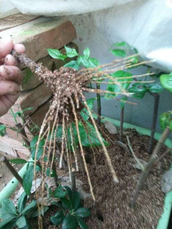 腊梅下山桩扦插时用纯沙吗 图片