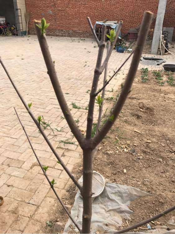 腊梅下山桩扦插时用纯沙吗 图片