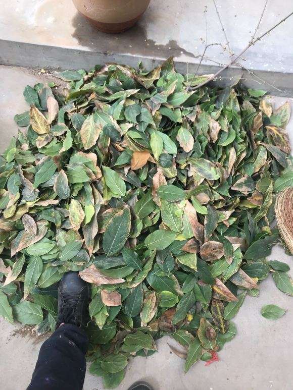 把腊梅下山桩的叶子摘了 怎么样 图片