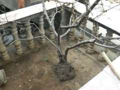 把腊梅下山桩的叶子摘了 可以吗 图片