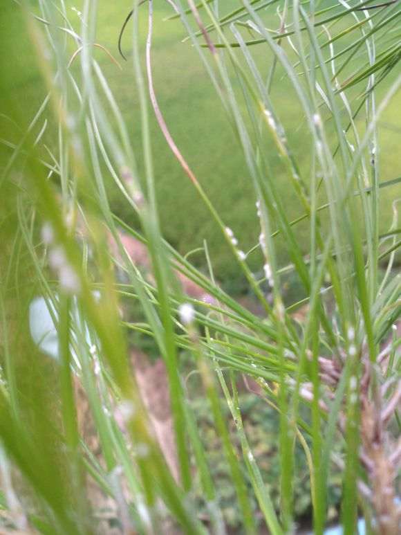 我养的山松下山桩这是遭什么病虫害了